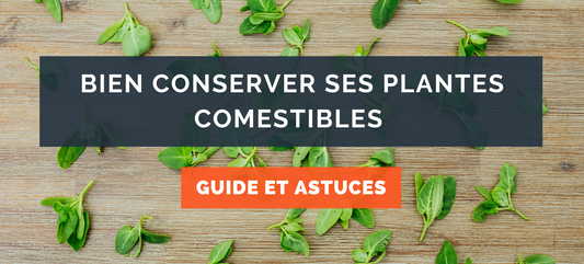 Bien conserver ses plantes comestibles : guide et astuces